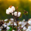 cotton fields 2.31.58 pm